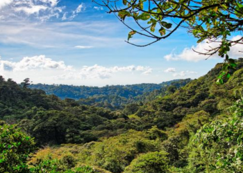 Cada compra, uma ação política em prol das florestas