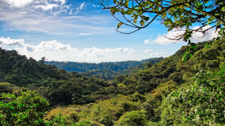 Cada compra, uma ação política em prol das florestas