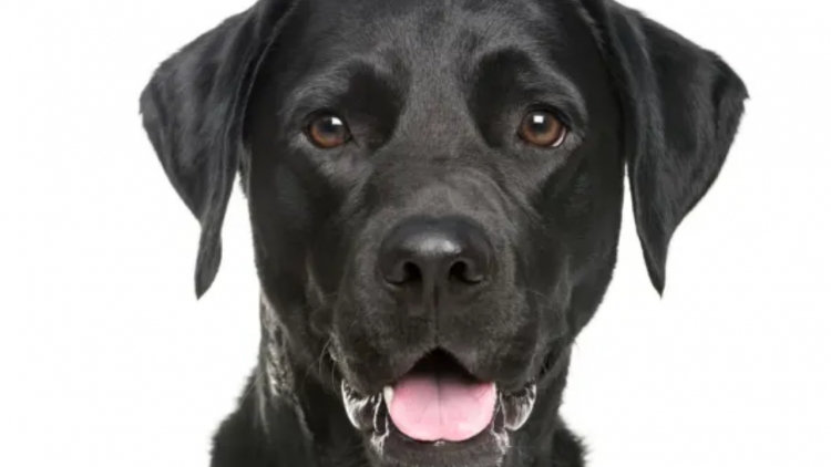 Quem tem medo do Big Data?