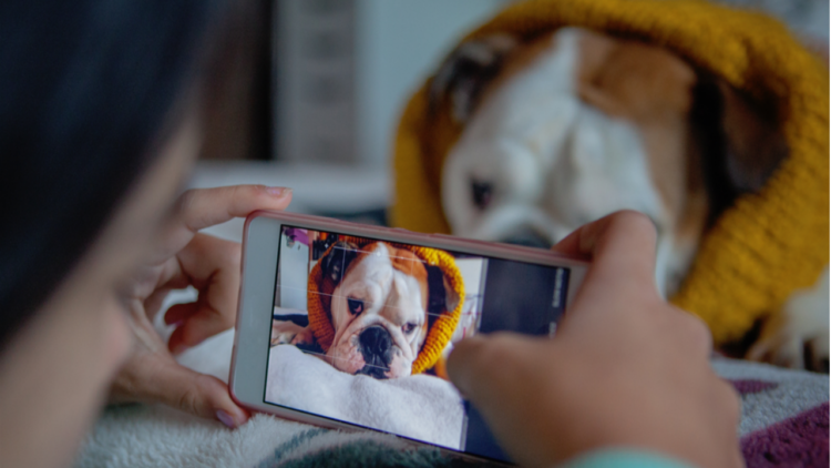 6 microinfluenciadores pets para começar a seguir em 2021