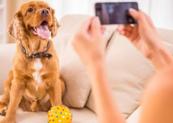 Conheça cinco pet influencers que estão se destacando nas redes sociais