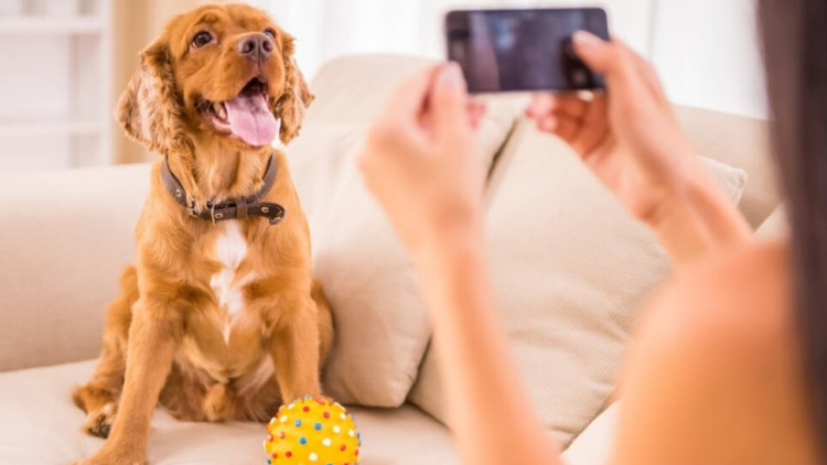 Conheça cinco pet influencers que estão se destacando nas redes sociais