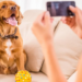 Conheça cinco pet influencers que estão se destacando nas redes sociais