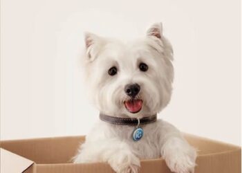 Hélio Gomes assume como vice-presidente de conteúdo do iG