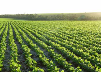 Agricultura tropical: sustentabilidade e produtividade na linha de frente