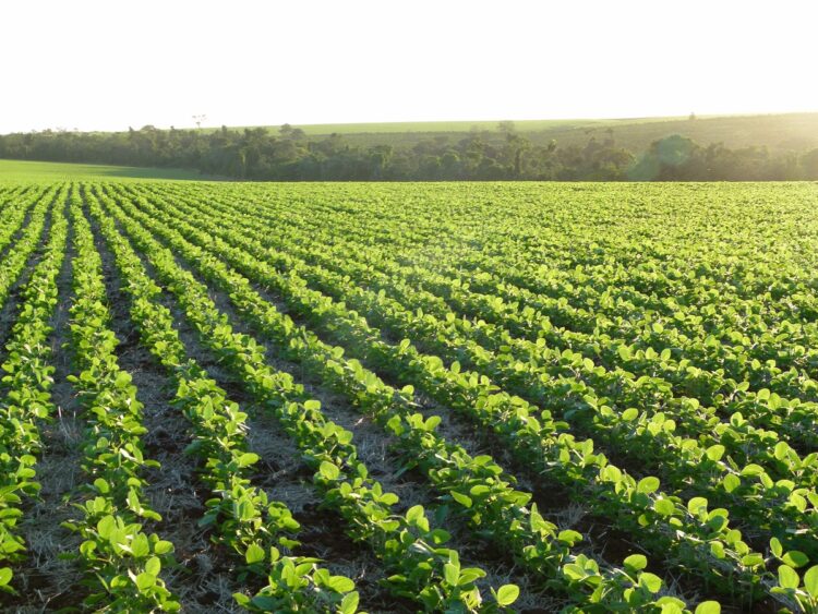 Agricultura tropical: sustentabilidade e produtividade na linha de frente
