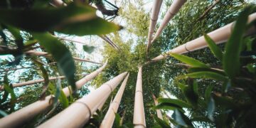 Comunicação: o elo estratégico para impulsionar a sustentabilidade no setor sucroenergético